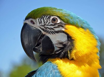 Adopt A Macaw