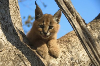 Adopt A Lynx