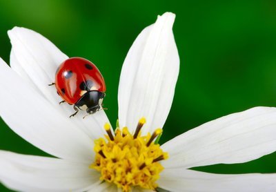 Adopt A Ladybug
