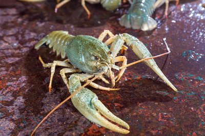 Adopt A Lobster