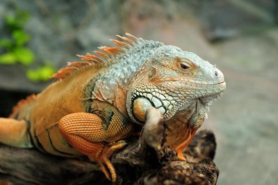 Adopt An Iguana