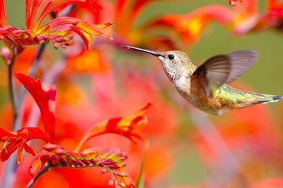 Adopt A Hummingbird