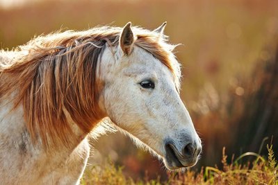 Adopt A Horse