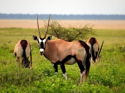 Adopt A Gazelle/Antelope