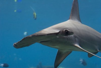 Adopt A Hammerhead Shark