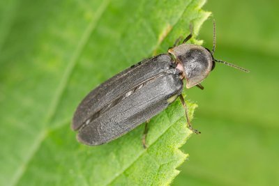Adopt A Firefly