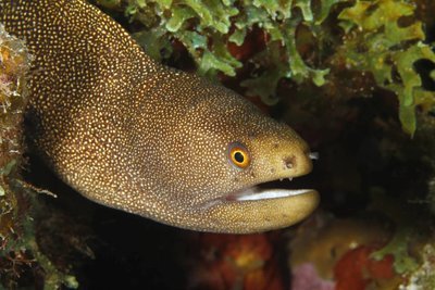 Adopt An Eel