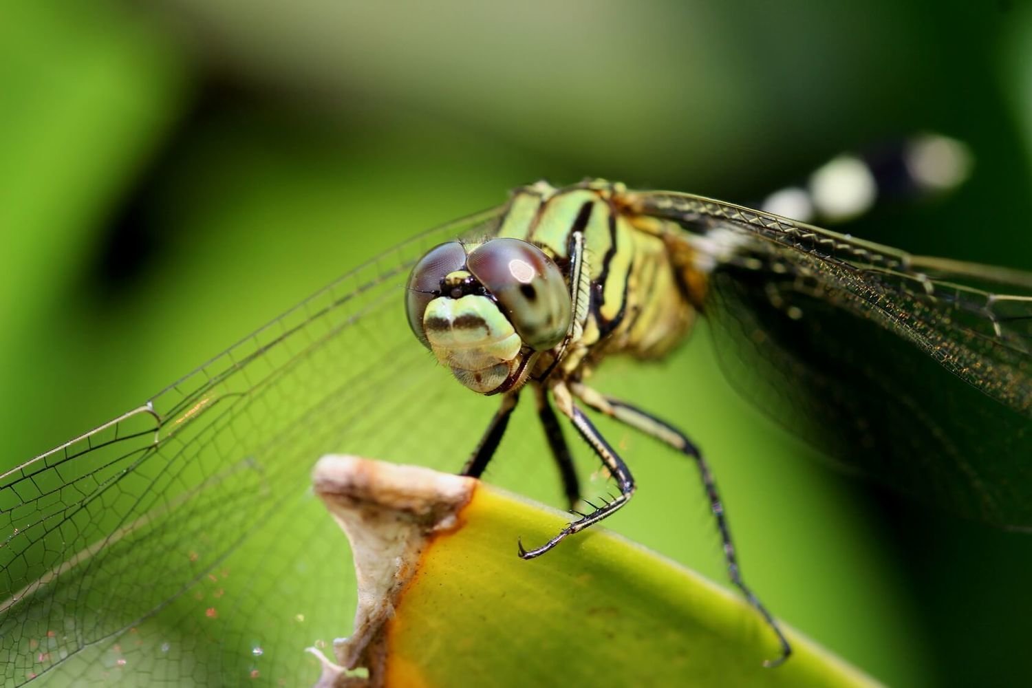 Adopt A Dragonfly