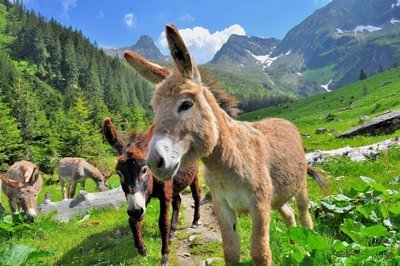 Adopt A Donkey