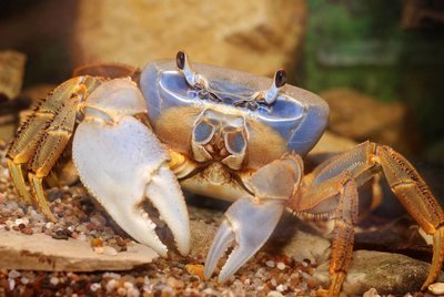 Adopt A Crab