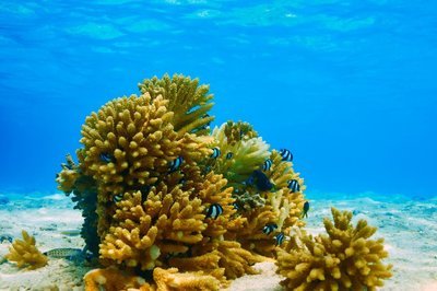 Adopt A Coral