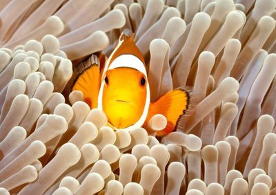Adopt A Clownfish