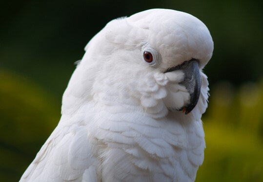 Adopt A Cockatoo