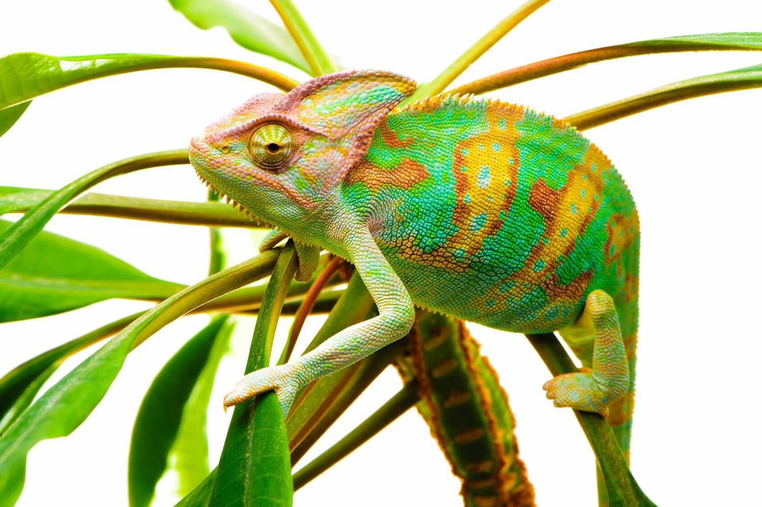 Adopt A Chameleon