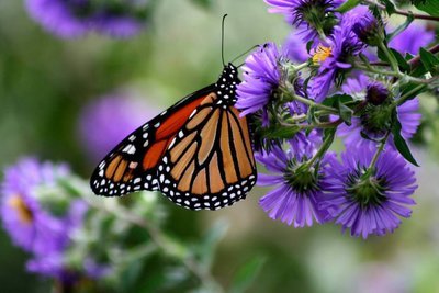 Adopt A Butterfly