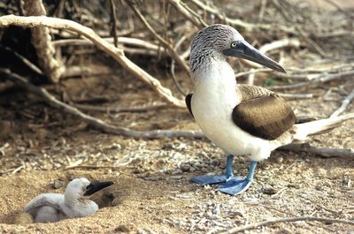 Adopt A Booby