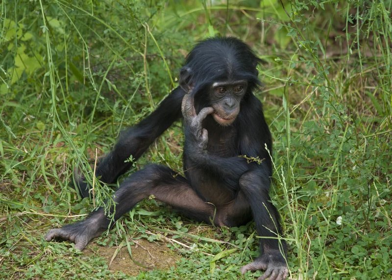 Adopt A Bonobo