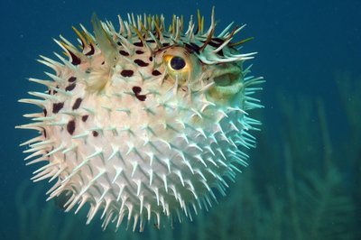 Adopt A Blowfish