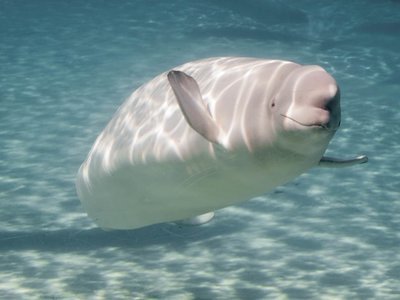 Adopt A Beluga Whale
