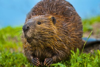 Adopt A Beaver