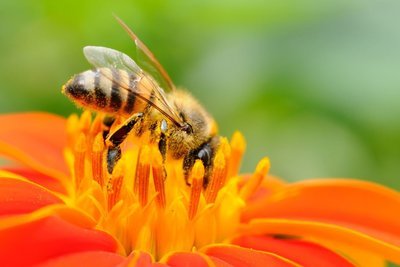 Adopt A Bee