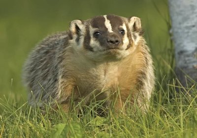 Adopt A Badger