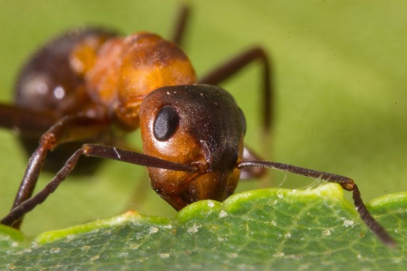 Adopt An Ant