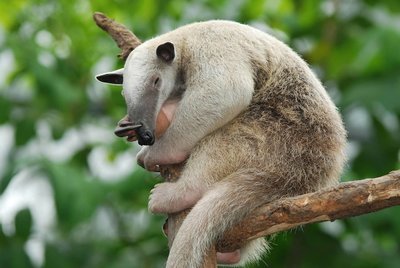 Adopt An Anteater