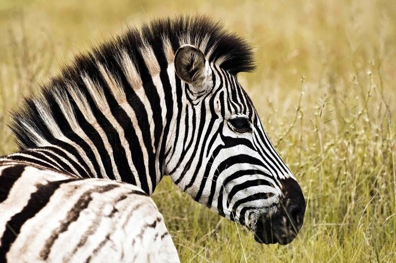 Adopt A Zebra