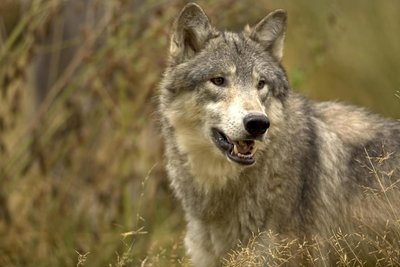 Adopt A Wolf