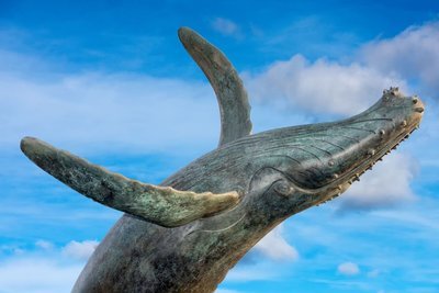 Adopt A Whale