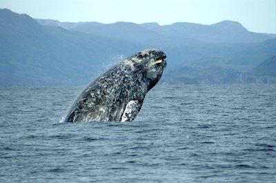 Adopt A Gray Whale
