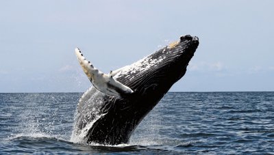 Adopt A Humpback Whale