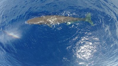 Adopt A Sperm Whale