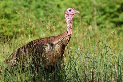Adopt A Turkey