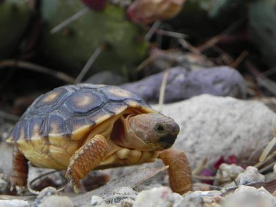 Adopt A Tortoise
