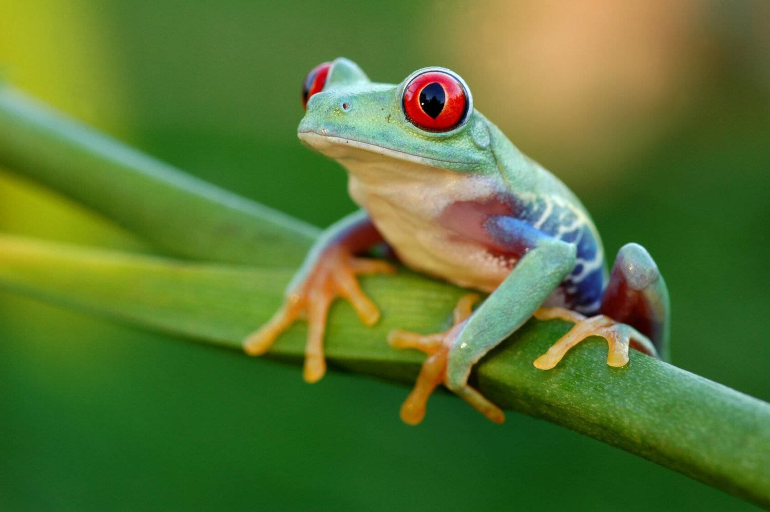 Adopt A Tree Frog