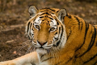 Adopt A Tiger