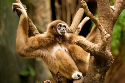 Adopt A Spider Monkey