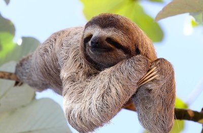 Adopt A Sloth