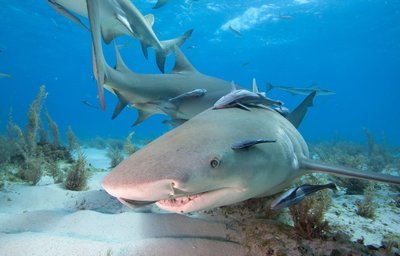 Adopt A Shark
