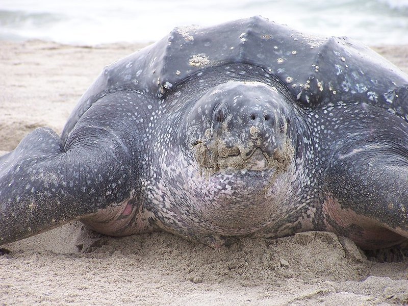 Adopt A Leatherback Sea Turtle