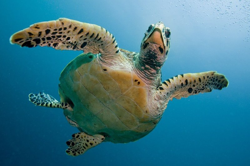 Adopt A Hawksbill Sea Turtle