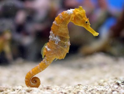 Adopt A Seahorse