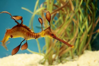 Adopt A Seadragon