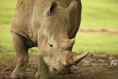 Adopt A Rhinoceros