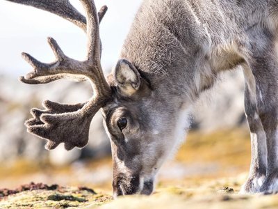 Adopt A Reindeer