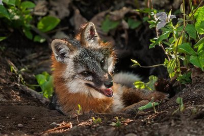 Adopt A Gray Fox