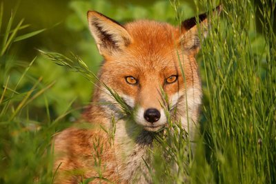 Adopt A Fox