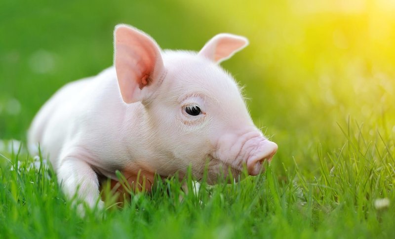 Adopt A Pig
